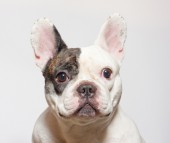 Canine Preventative Wellness Plans