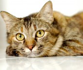 Feline Preventative Wellness Plan