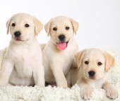 Puppy/Kitten Preventative Wellness Plans